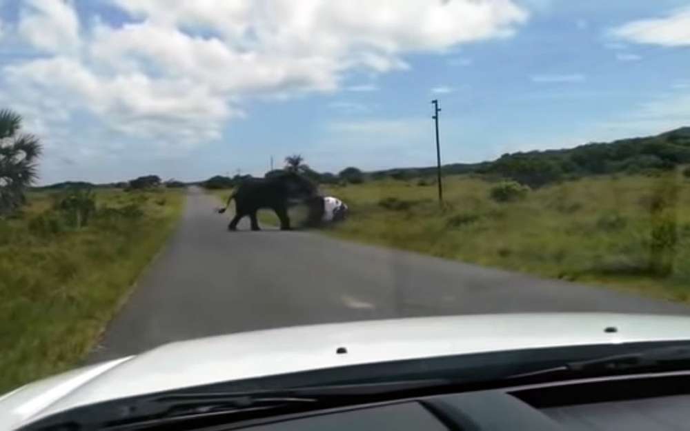Разъяренный слон едва не растоптал кроссовер — видео