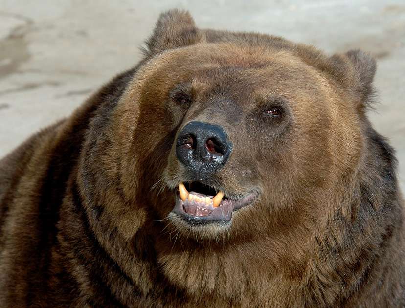 Chevrolet Tahoe спас домохозяйку от медведя