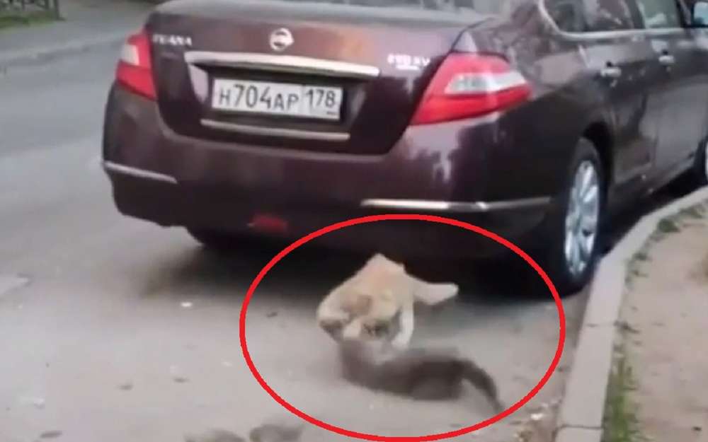 В Санкт-Петербурге коты устроили драку на проезжей части (видео)