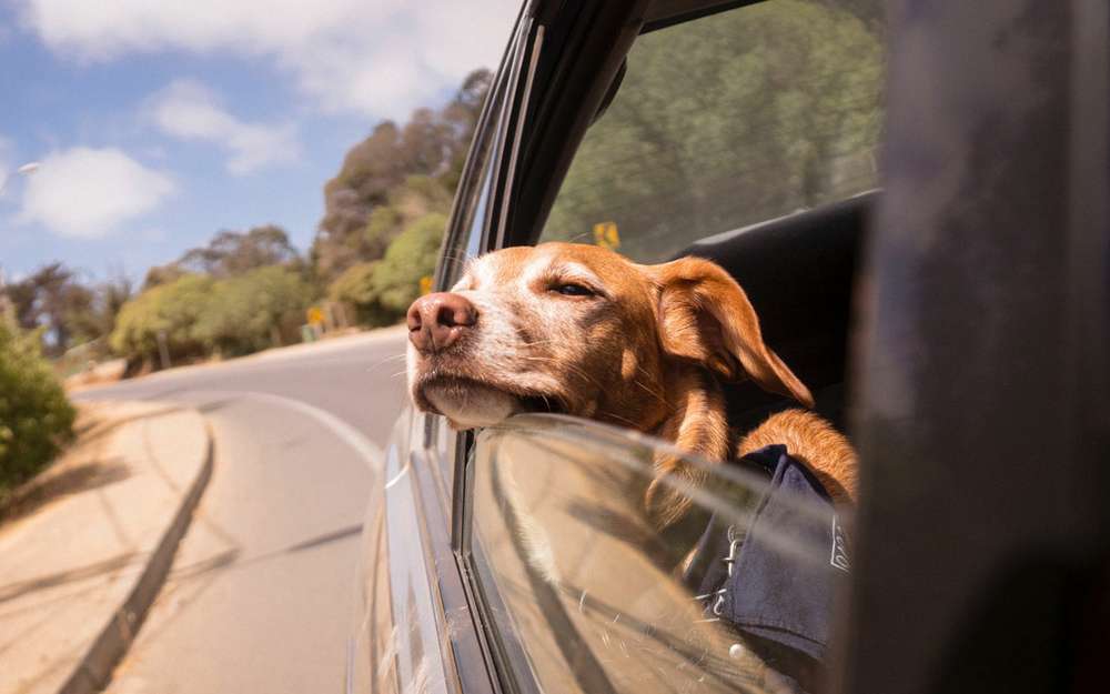 Как правильно и безопасно возить животных в машине