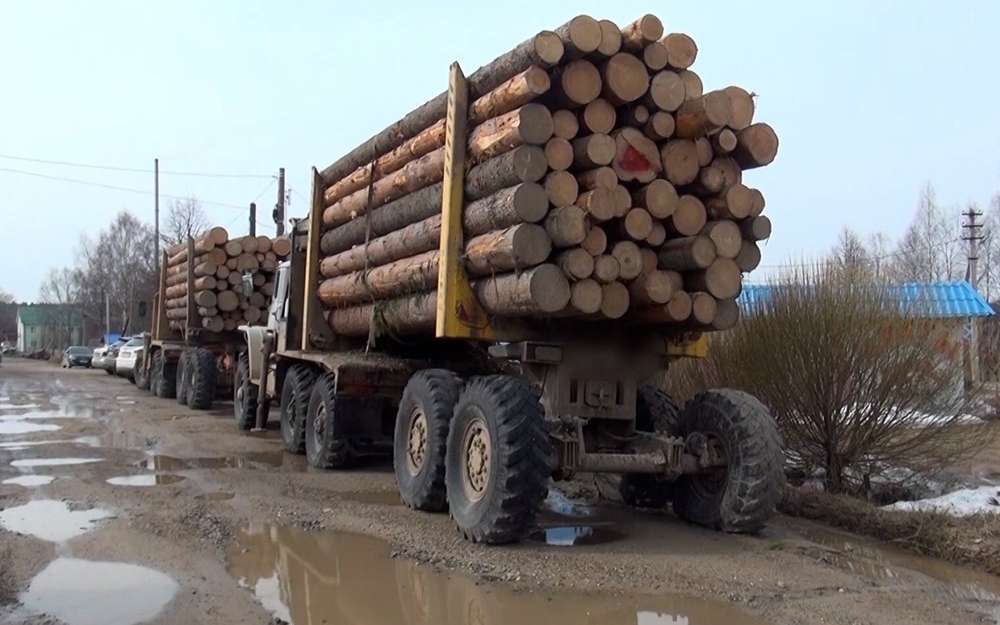 Вологодские полицейские черных лесорубов, спиливших в заказнике свыше 100 деревьев