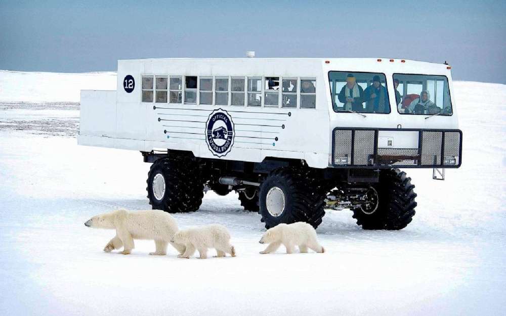 Для поездок к медведям: автобус-вездеход Tundra Buggy