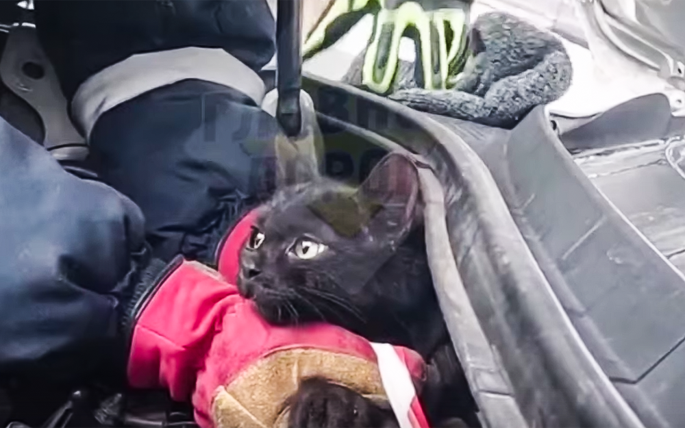 Черный кот забрался под капот — его пришлось спасать (видео)