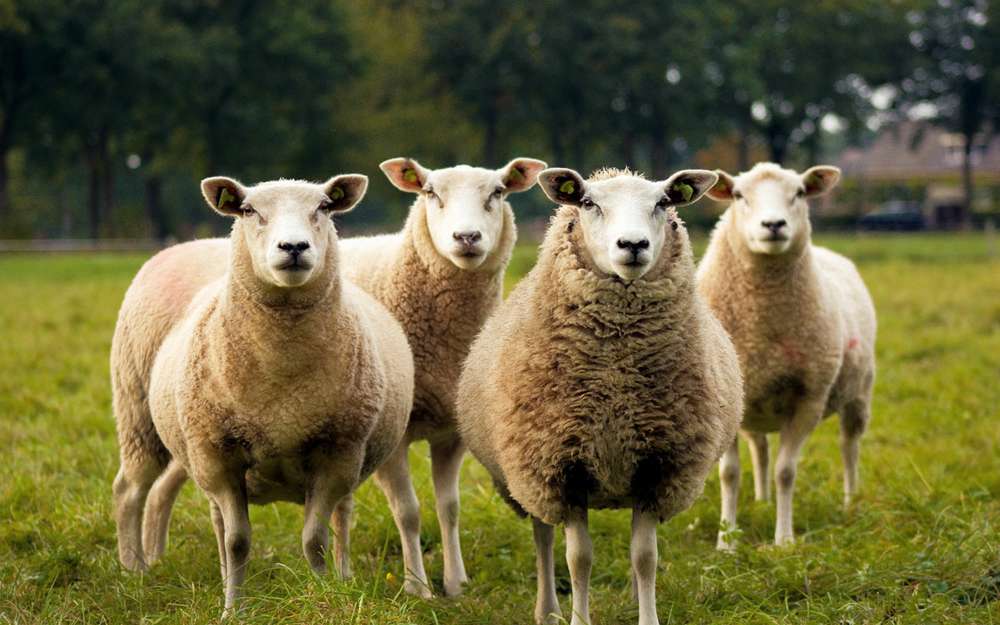 Зачем Volkswagen взял на работу овец