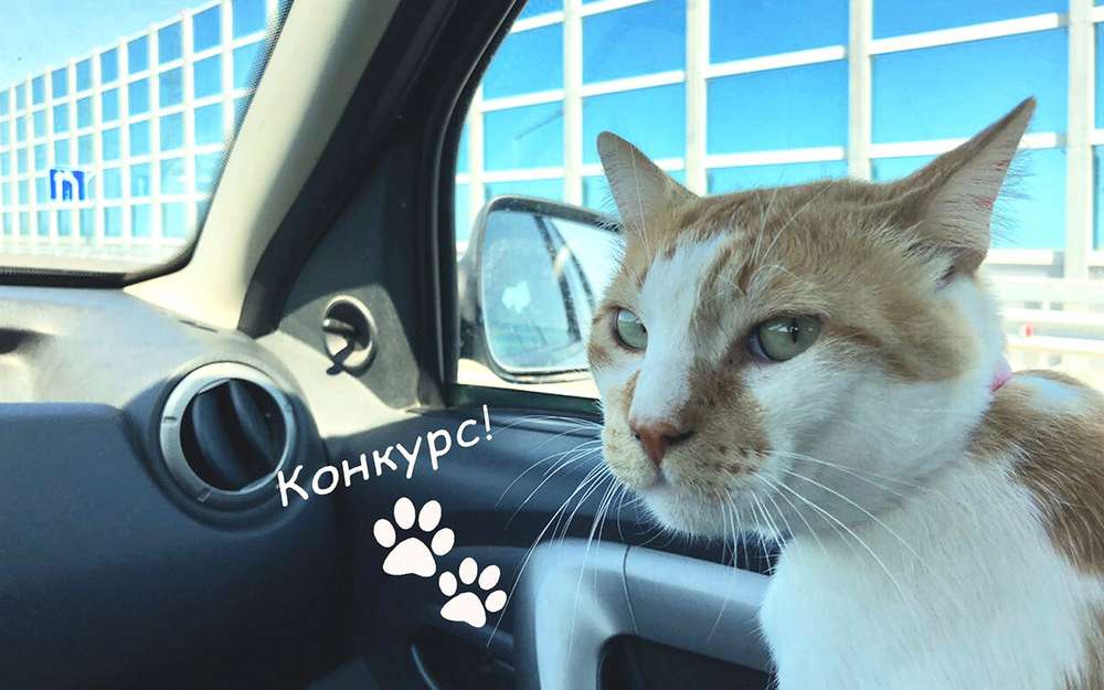 Котик с Крымского моста предложил собственный ароматизатор