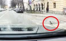 Культурная столица: в Петербурге вороны начали соблюдать ПДД (видео)