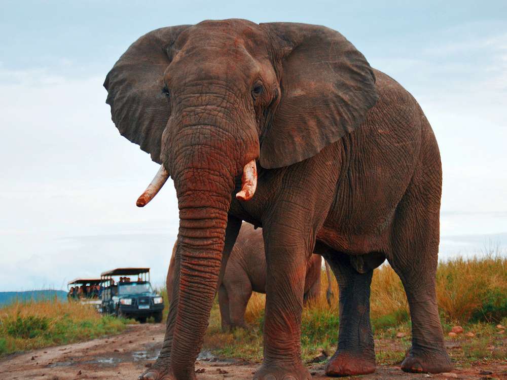 Агрессивный слон едва не расплющил машину с туристами!