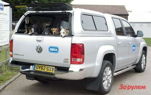 VW Amarok спас более 1200 животных  