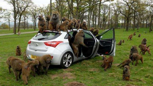 Hyundai i30 успешно выдержал испытание бабуинами