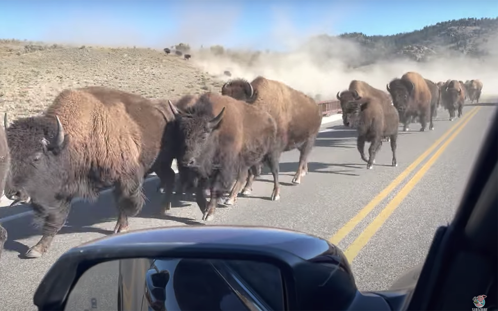 Видео не для слабонервных: автомобиль и стадо бизонов
