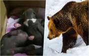 Трое медвежат остались без мамы и дома — удастся ли их спасти?