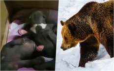 Трое медвежат остались без мамы и дома - удастся ли их спасти?