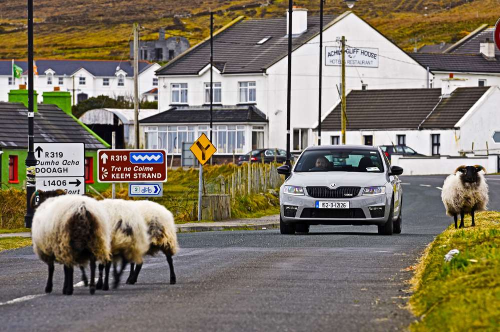 Животноводство - основа экономики Ирландии. Бараны, коровы, лошади и прочая живность здесь всюду.