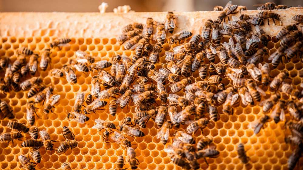 Porsche будет производить мед - ульи и пчелы уже завезены