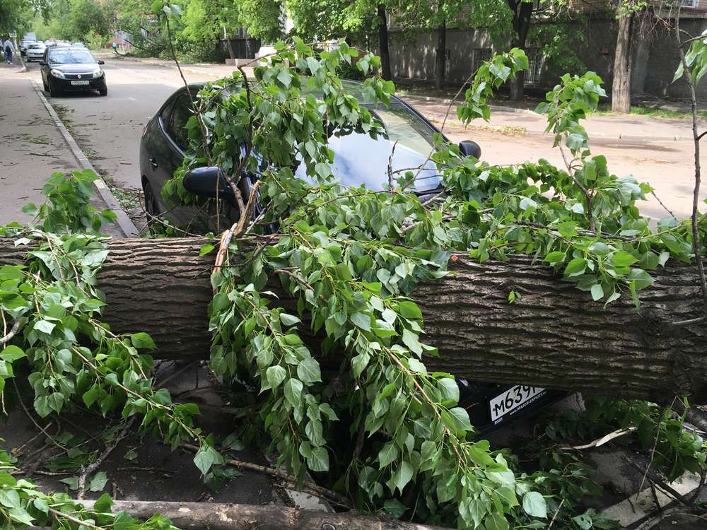 На машину упало дерево. Как возместить ущерб?