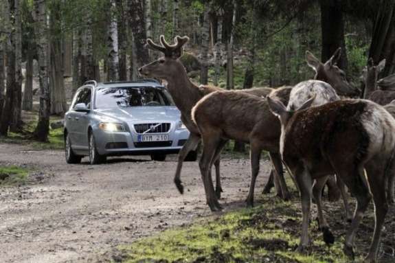 Volvo готовится предотвращать наезды на животных