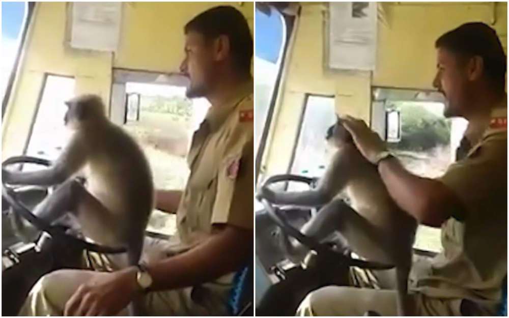 Водитель автобуса решил повеселить пассажиров и усадил за руль... обезьяну