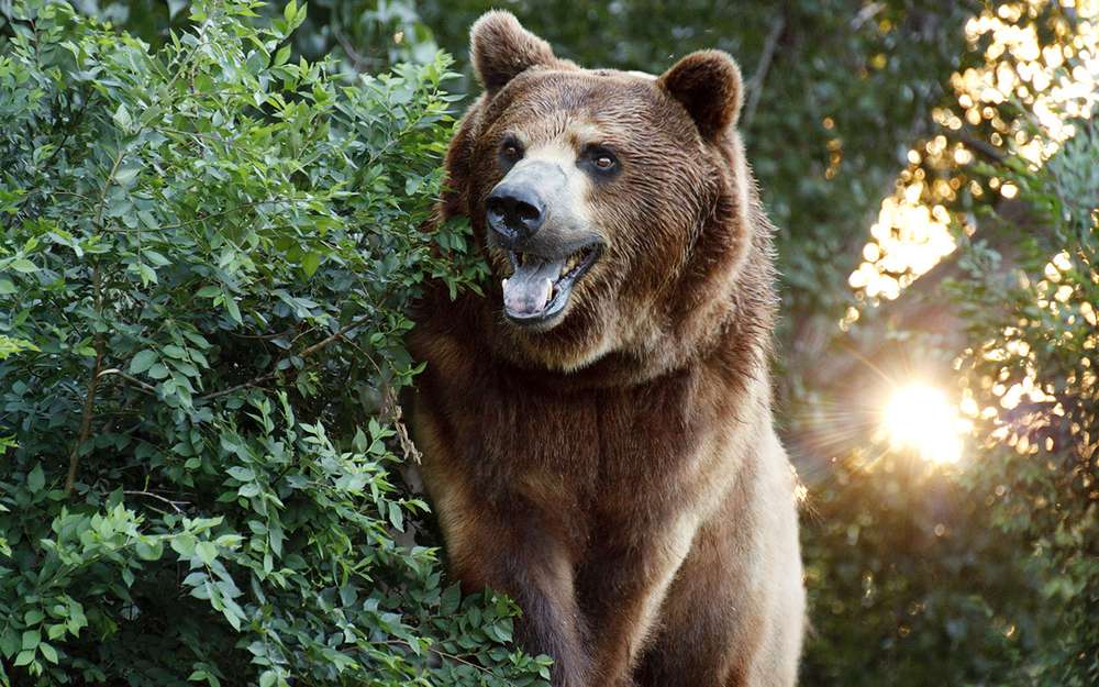 Медведь в лесу разгромил Ниву охотников