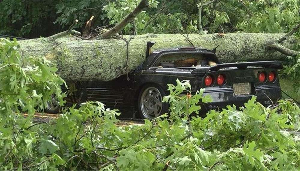 Голова оказалась крепкой: Chevy Corvette с водителем попал под дерево