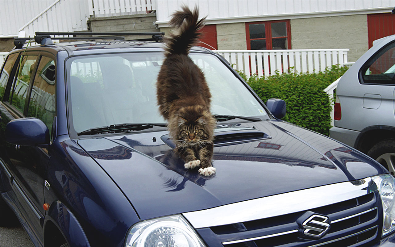 Кошка на капоте. Кот в машине. Кот на капоте. Кошки на капоте автомобиля. Машины с котами.